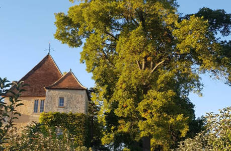 photo du Château Carbonnieux